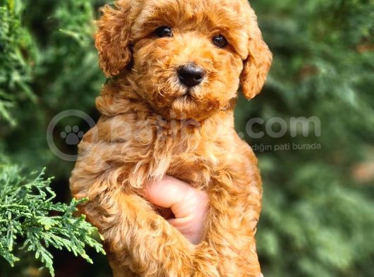 Mikro Poodle Yavrularım görsel