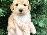 Mikro Poodle Yavrularım