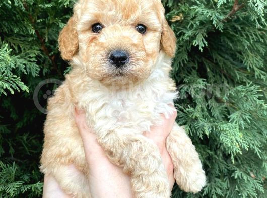 Mikro Poodle Yavrularım görsel