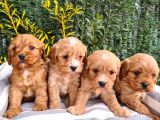 Mikro poodle yavrularım