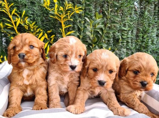 Mikro Poodle Yavrularım
