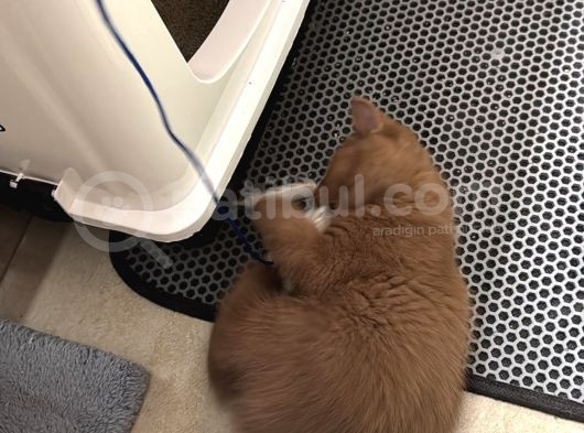 2 Aylik Bri̇tsh Shortai̇r Cinnamon Erkek görsel