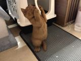 2 Aylik Bri̇tsh Shortai̇r Cinnamon Erkek