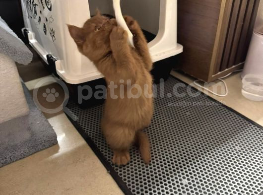 2 Aylik Bri̇tsh Shortai̇r Cinnamon Erkek görsel