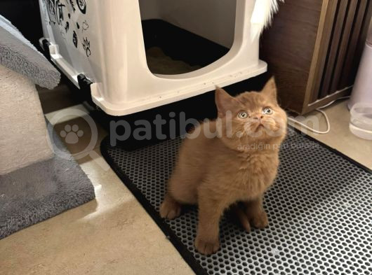 2 Aylik Bri̇tsh Shortai̇r Cinnamon Erkek