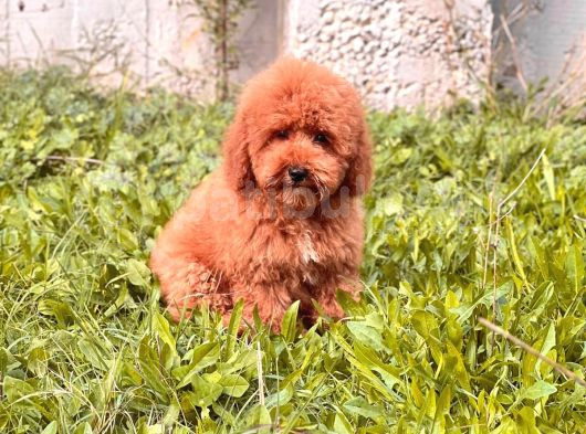 Teacup 2 Kg Garanti̇si̇ Altinda Kirmizi Red Tooy Poodle  görsel