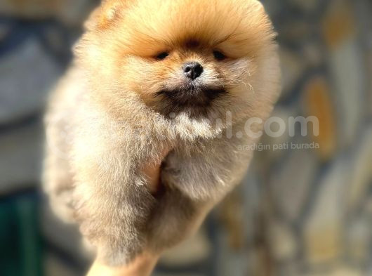 Safkan Pomeranian Yavrular görsel