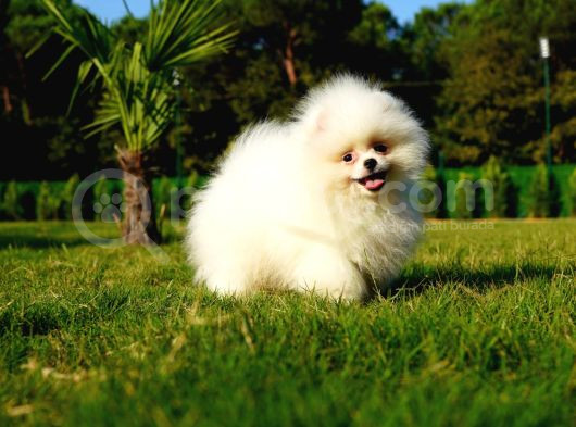 Pomeranian Kardeşler Her Renk Mevcut görsel
