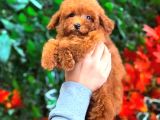 Mikro Poodle