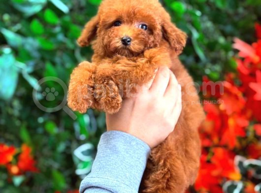 Mikro Poodle görsel
