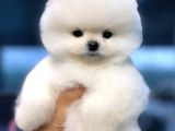 Pomeranian Tedybear Yavrular