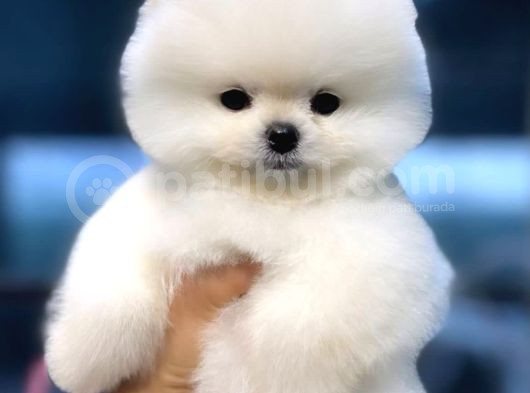 Pomeranian Tedybear Yavrular görsel