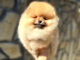 Pomeranian Orange Tedybear