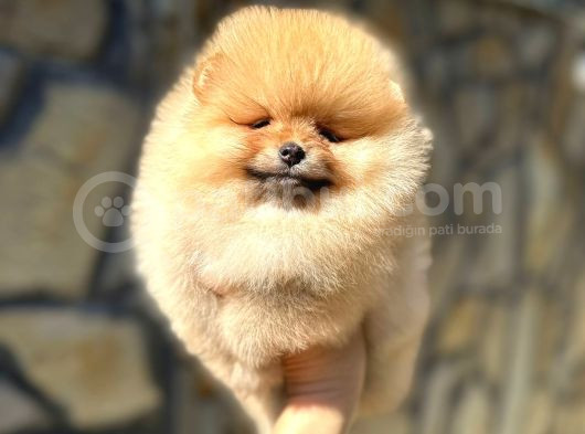 Pomeranian Orange Tedybear görsel
