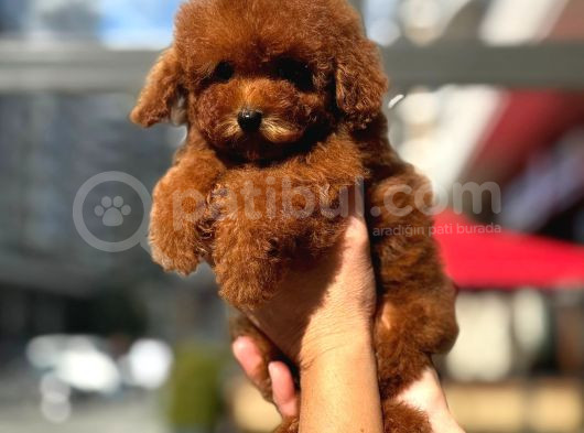 Mikro Poodle