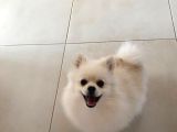 8 Aylik Pomeri̇an Boo