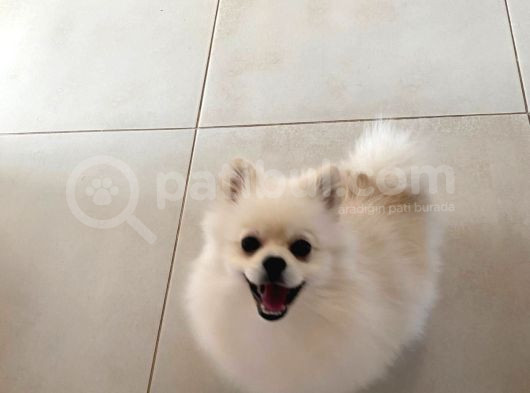 8 Aylik Pomeri̇an Boo görsel