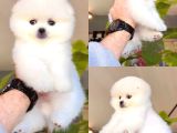 Pomeranian Tedybear Yavrular