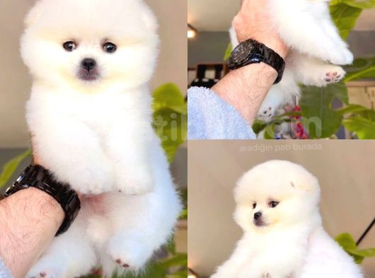 Pomeranian Tedybear Yavrular görsel