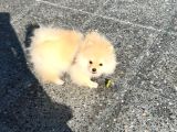 Pomeranian Boo Yavrularımız