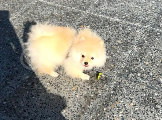 Pomeranian Boo Yavrularımız görsel