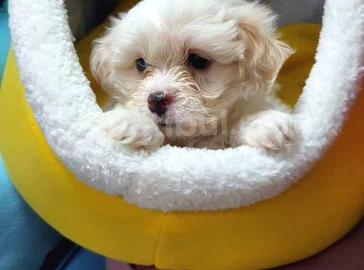 0 Numara Maltese Terrier Yavrularımız görsel