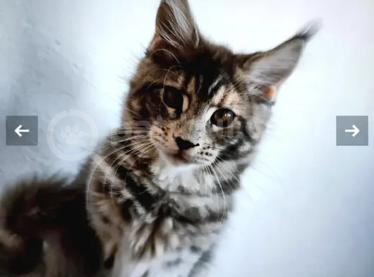 Muhteşem Renk Ve Dopdolu Secereli Safkan Maine Coon görsel