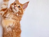 Muhteşem renk ve dopdolu secereli safkan Maine Coon