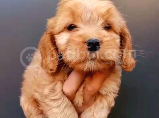 Dişi Cockapoo Bebeklerimiz görsel