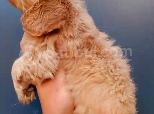 Dişi Cockapoo Bebeklerimiz görsel