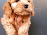 Dişi Cockapoo Bebeklerimiz