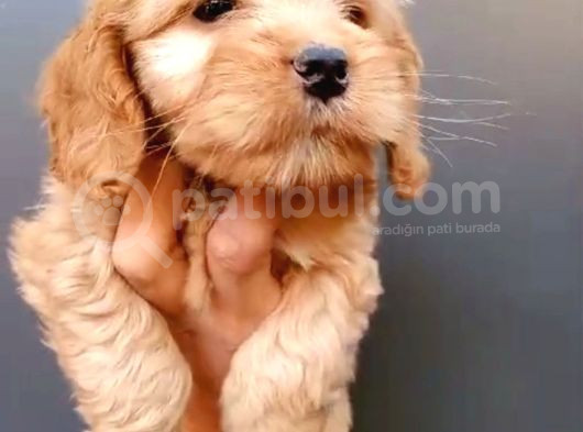 Dişi Cockapoo Bebeklerimiz görsel
