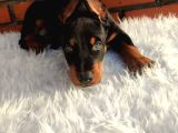 King Doberman Dişi Yavrularımız Sizlerle