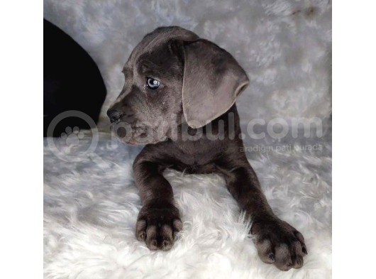 Blue Cane Corso Yavrularımız
