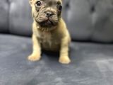 Fawn French Bulldog Dişi Ve Erkek Yavrularımız