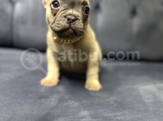 Fawn French Bulldog Dişi Ve Erkek Yavrularımız görsel
