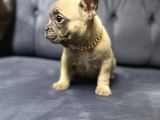 Fawn French Bulldog Dişi Ve Erkek Yavrularımız