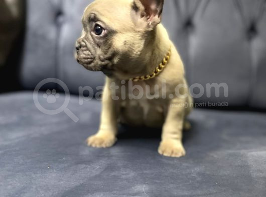 Fawn French Bulldog Dişi Ve Erkek Yavrularımız görsel
