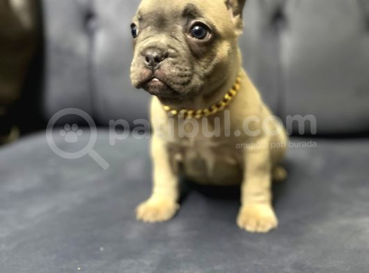 Fawn French Bulldog Dişi Ve Erkek Yavrularımız