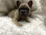 Fawn French Bulldog Dişi Ve Erkek Yavrularımız