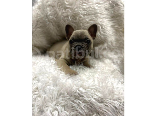 Fawn French Bulldog Dişi Ve Erkek Yavrularımız görsel