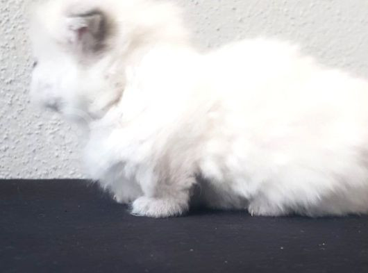 Dişi Beyaz Mavi Gözlü Mikro Bacak Munckin görsel