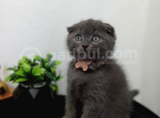 Güzeliilik Uysal Oyuncu Sevecen görsel