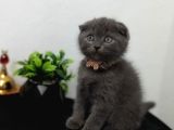 Güzeliilik Uysal Oyuncu Sevecen