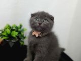 Güzeliilik Uysal Oyuncu Sevecen