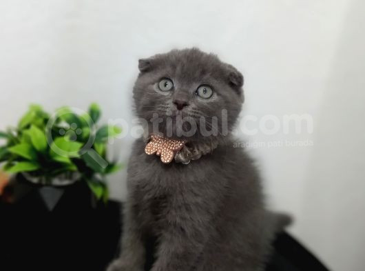 Güzeliilik Uysal Oyuncu Sevecen görsel