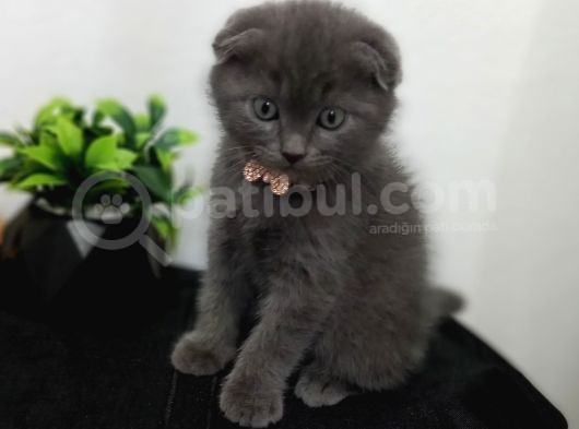 Güzeliilik Uysal Oyuncu Sevecen görsel
