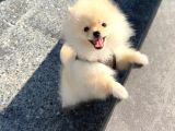 Pomeranian Boo Yavrularımız