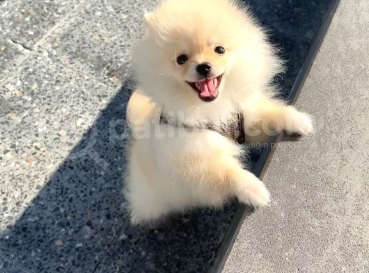 Pomeranian Boo Yavrularımız görsel