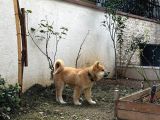 Safkan japon akita